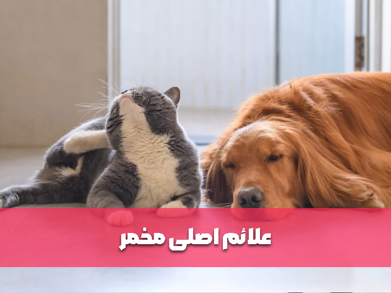 علائم اصلی مخمر